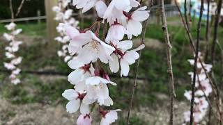 Cherry Blossom front in Kyoto 24MAR18 Kamigamo Shrine, etc.