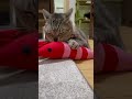 ねこ ねこのいる生活 猫