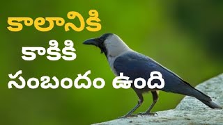 జీవిత సత్యాలు  | కాకిని  కాలజ్ఞాని అని ఎందుకు అంటారు #interestingfacts  #crow #time #telugu