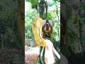 Jackfruit Cutting from Inside  #shorts #trending #satisfying #asmr #fruit 🌈