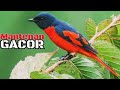 MASTERAN BURUNG MANTENAN GACOR#masteranmuaibatu#mantenangacor#kacer#cendet#cucakijo#srigunting#jalak