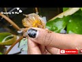 ആമ്പൽ തൈ ഇത്രയും എളുപ്പത്തിലോ easy propagation of water lilly