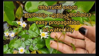 ആമ്പൽ തൈ ഇത്രയും എളുപ്പത്തിലോ || easy propagation of water lilly