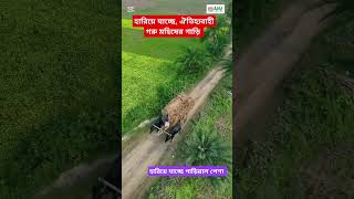 গ্রাম বাংলার ঐতিহ্যবাহী গরু মহিষের গাড়ি হারিয়ে যাচ্ছে #shorts