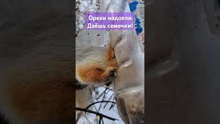 Захват кормушки для птиц)))