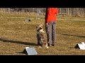 Haven Rally obedience competition debut!