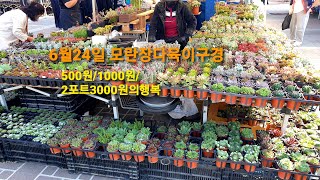 6월24일모란장다육이 500원/1000원/2포트3000원의행복