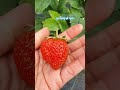 ลูกใหญ่ๆฉ่ำๆ สตรอว์เบอร์รี่ strawberry 🍓🍓 garden plant ของอร่อย