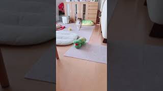 【フライングおいで】#shorts #シェルティ #子犬