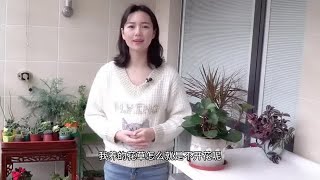 生活大百科之观叶植物都有哪些，养上这几盆，阳台一年四季绿油油