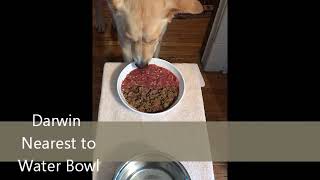 Darwin Raw Dog Food Review - 5 DAY TASTE TEST - See Which Raw Meal Frodo Picks: Homemade vs. Darwin