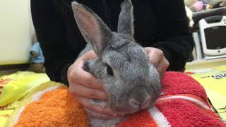 小灰兔 按摩神經, 技術有保證 Little grey rabbit enjoys massage