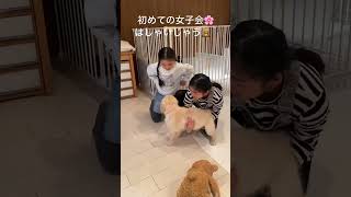 女子会ではしゃいじゃうゴルパピ🌸#ゴールデンレトリーバー子犬