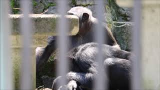 2020/06 愛妻家 チンパンジー夫婦   in   長野市茶臼山動物園