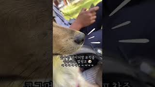 쉴틈없는 댕댕이 콧구녕. #shorts #강아지브이로그 #강아지코 #시고르자브종 #믹스견성장기