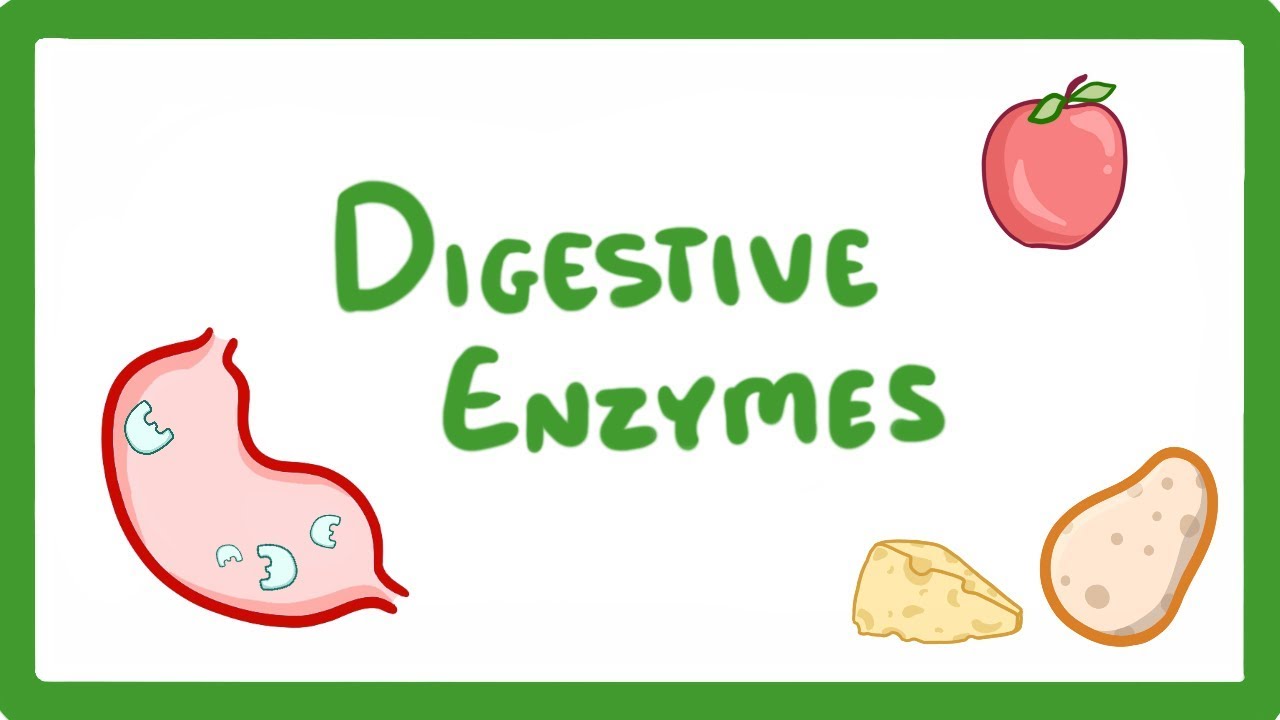 Enzymes For Digestion
