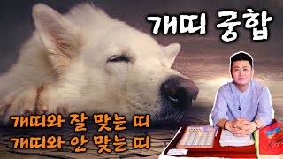 개띠와 잘 맞는 띠는? 개띠와 안 맞는 띠는? 궁합편 [대전점집 무정사 총각도령]