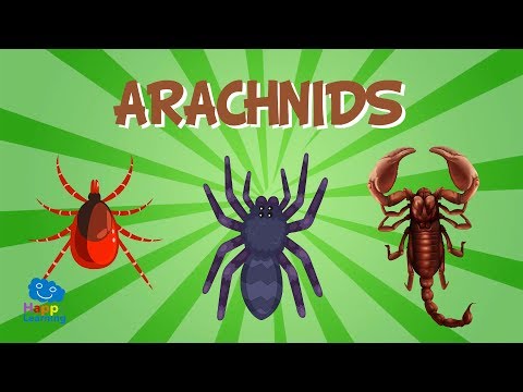 Is an arachnid an invertebrate?
