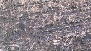 Wisconsin 2011 Deer Hunting: Rut Lull