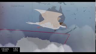 Newcastle University Map The Migration Route Of An Arctic Tern