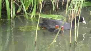 Volg het leven van Familie Meerkoet