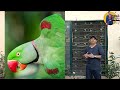 raw parrots complete information alexandrine parrots breeding guide basic information big bird