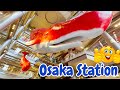 Exploring Osaka Station And Umeda Area, Interesting Place to Visit In Osaka Japan