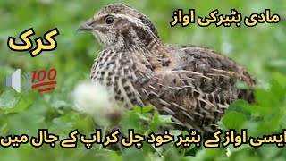 female batair ki awaz 👈 new volume 🔊2024 | batair ki awaz subah shikar ka liya