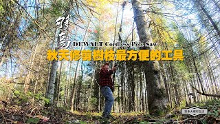 伸得够高，秋天修剪树枝最方便的工具（DEWALT Cordless Pole Saw）