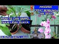 Cara memakai ~Lidah Buaya~ untuk Tanaman anggrek itu Simpel Dan praktis@