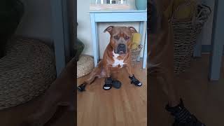 George The Staffy Got His Spark Paws Boots For The First Time!