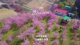 福壽山百櫻園，比千櫻園更美的賞櫻秘境