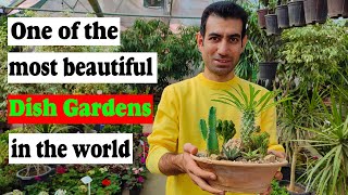 How to make a simple dish garden? - Dish garden ideas indoor