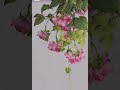 芙蓉花 arte tradizionale chinese pittura 水墨画