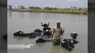 جاموس اﻷهواز مقطع اصور...