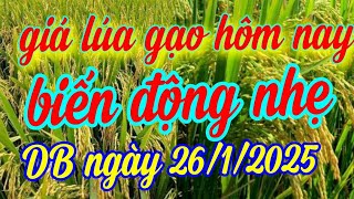 giá lúa gạo hôm nay ngày 26/1/2025