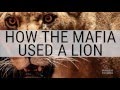 How The Mafia Used A Lion To Intimidate People