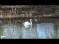 knobbelzwaan cygnus olor mute swan vrijlaten mannetje van guusje 18 febr 2015