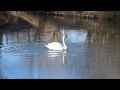 knobbelzwaan cygnus olor mute swan vrijlaten mannetje van guusje 18 febr 2015