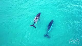 20180824 Byron Bay (NSW) Humpback Whales