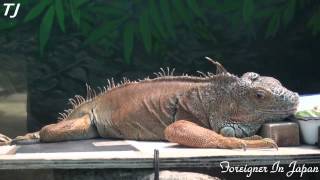 いしかわ動物園　Ishikawa Zoo Green Iguana