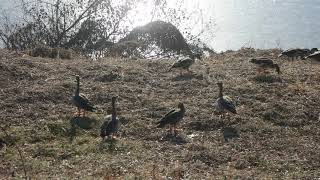 한강 광나루 산책하면서 큰기러기 Bean Geese 2025 01 18