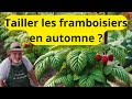 Quand et comment tailler les framboisiers en automne ?