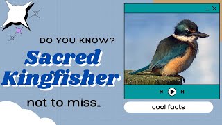 Sacred Kingfisher facts 🦜 medium-sized woodland kingfisher Australia, New Zealand, western Pacific