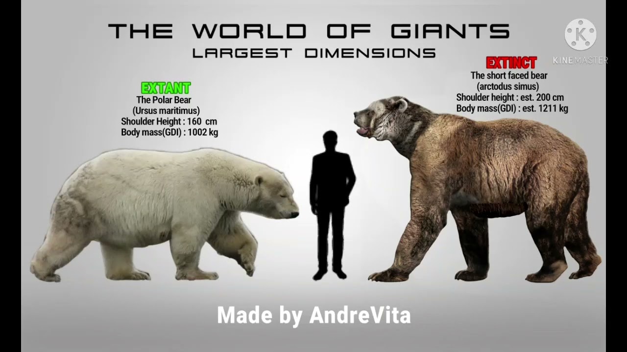 Polar Bear Grizzly Bear Size Comparison At Micheal Wilder Blog