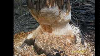 Biberbaum an der Löcknitz / tree felled by a beaver