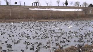 カモの集団が白鳥に降り注ぐ！(A group of ducks pours into the swans! )