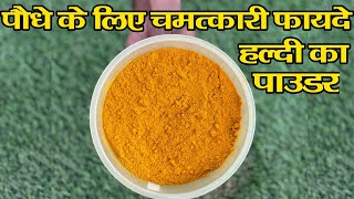 पौधे के लिए जादुई काम करता है हल्दी का पाउडर | Benefits of Turmeric Powder