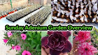 Sunday Update Adenium Garden Overview. @adaniumgrowers6108