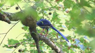 Taiwan blue magpie feeding, 台灣藍鵲進食